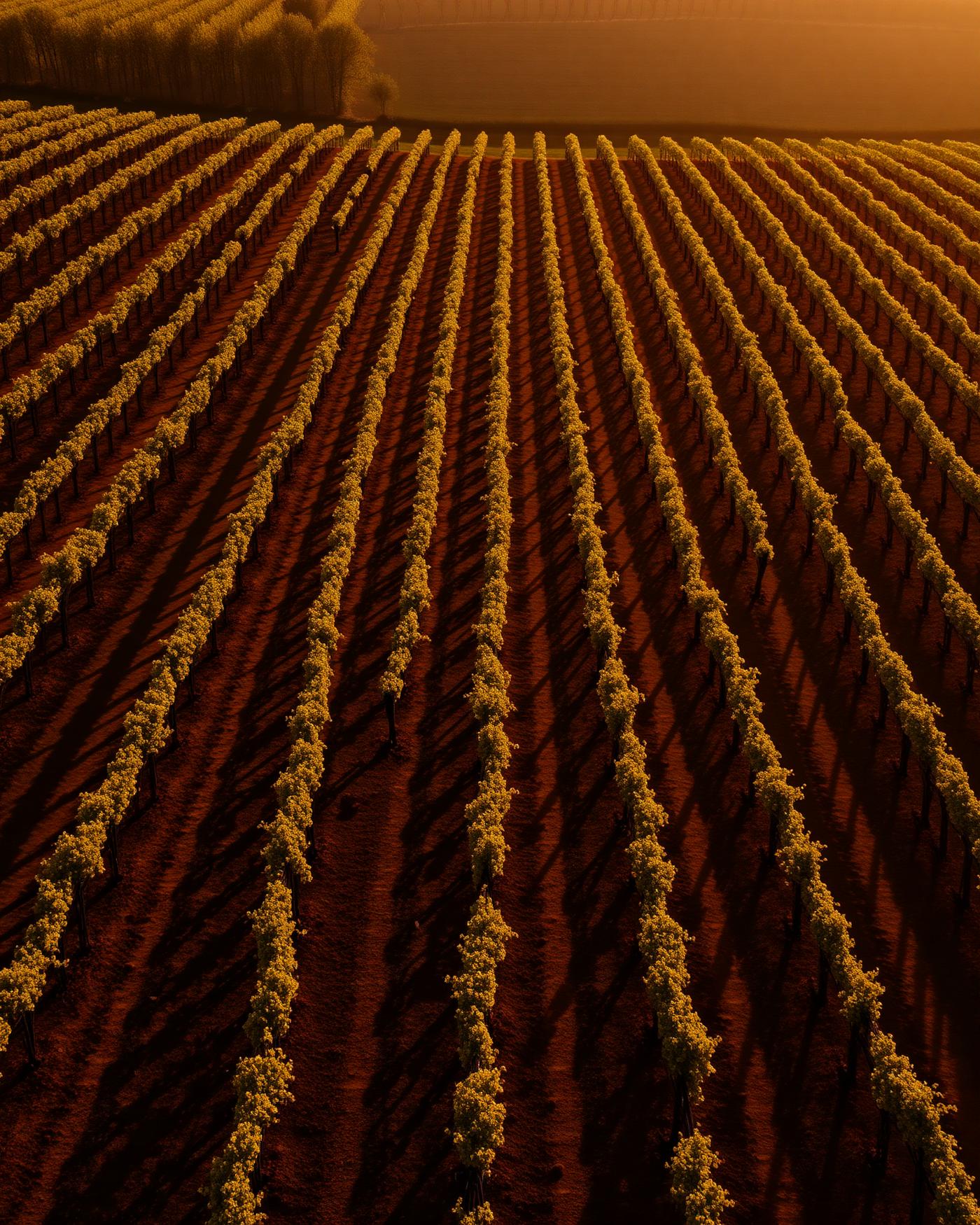 Vue aérienne de rangées de vignes à la lumière dorée